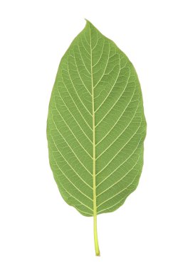 Beyaz arkaplanda kabin yaprağı izole