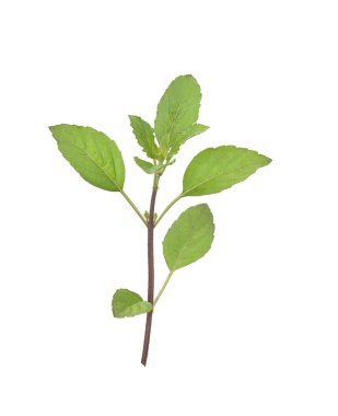 Fesleğen beyaz arkaplanda izole edildi