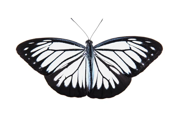 Schwarzer Schmetterling Isoliert Auf Weißem Hintergrund — Stockfoto