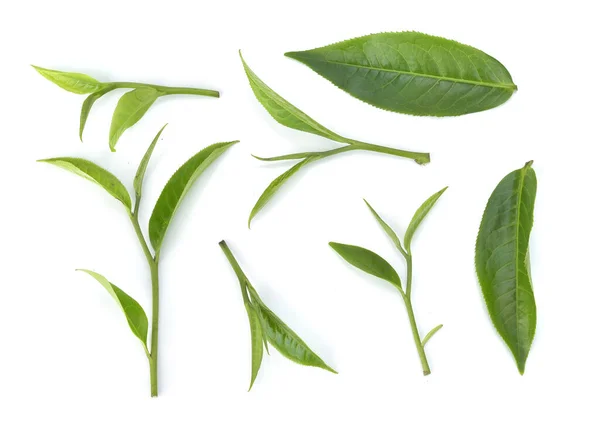 Widok Góry Zielony Liść Herbaty Izoalted Białym Tle — Zdjęcie stockowe