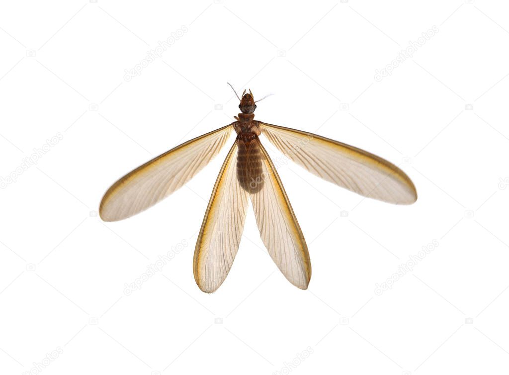 Top view of Mayfly isolated on the white background
