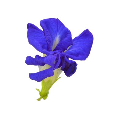Beyaz arkaplanda izole edilmiş klitoria ternatea ya da Aparajita çiçeği