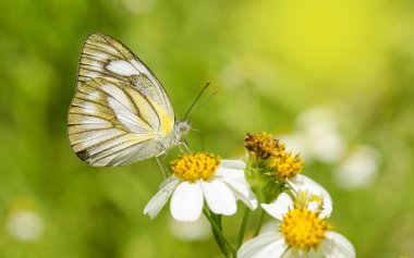 Çiçek bahçesindeki kelebek