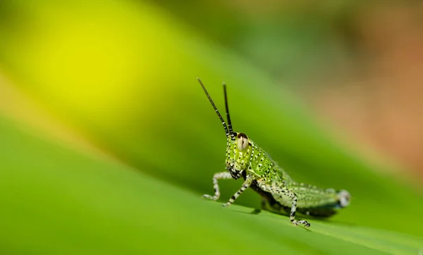 Nahaufnahme Der Heuschrecke Auf Blättern Mit Grünem Hintergrund — Stockfoto