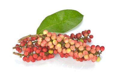 Beyaz arkaplanda antidesma izolasyonu