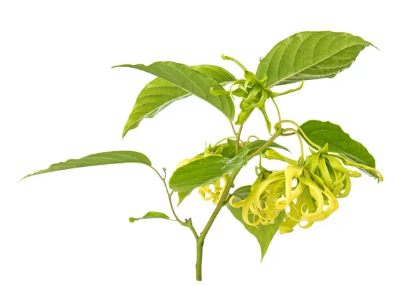 Cananga Oborata Ylang Ylang Terisolasi Pada Latar Belakang Putih — Stok Foto