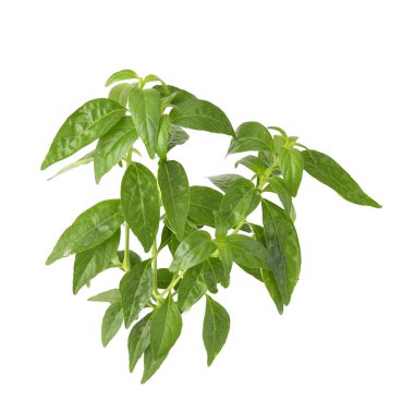 Andrographis Paniculata, acıların kralı beyaz arka planda izole edilmiş.