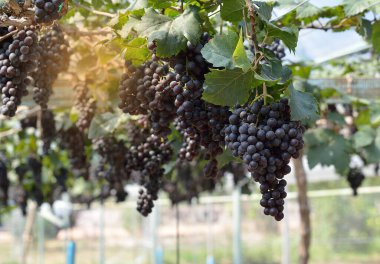 Sabah güneş bağların üzerinde parlıyor.