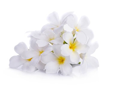 Beyaz arka planda beyaz prangipani izole