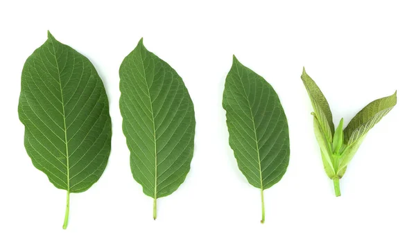 Draufsicht Auf Mitragyna Speciosa Kratom Blätter Isoliert Auf Weißem Hintergrund — Stockfoto