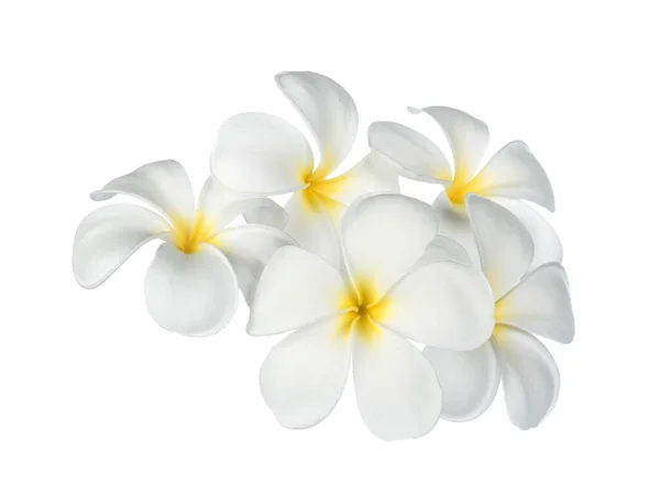 在白色背景上被隔离的Frangipani花 — 图库照片