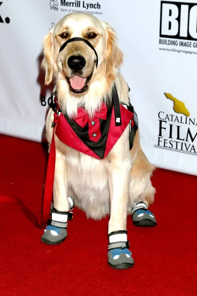 Los Angeles Sep Dude Dog Catalina Film Fest Long Beach — Stock Photo, Image