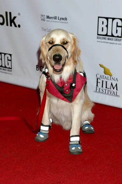 Los Angeles Sep Dude Dog Auf Dem Catalina Filmfest Long — Stockfoto