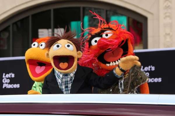 Fozzie, Walter, Animal — Stock Photo, Image