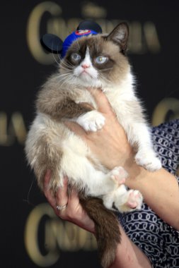 huysuz kedi