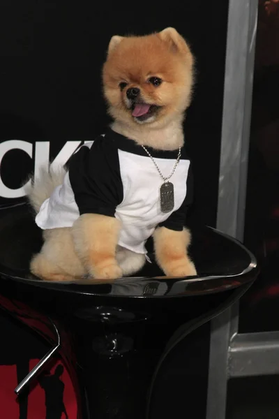 JIFF Pom — Stockfoto