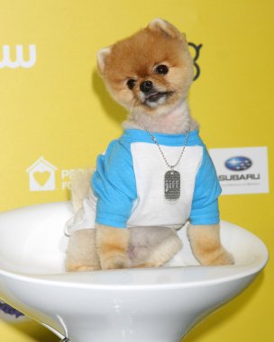 Jiff köpek