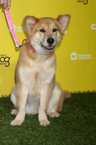 Marti, spielt "sandig" — Stockfoto