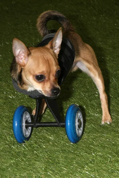 Cane Turbo-Roo — Foto Stock