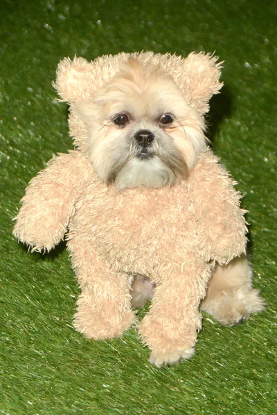 Munchkin aux The CW World Dog Awards — Photo