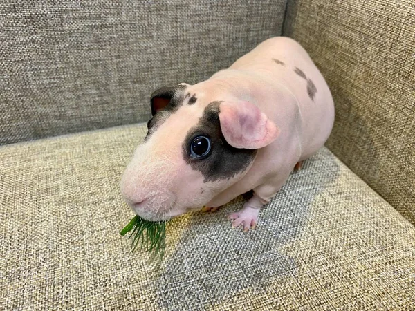 Hairless guinea pig eating a dill