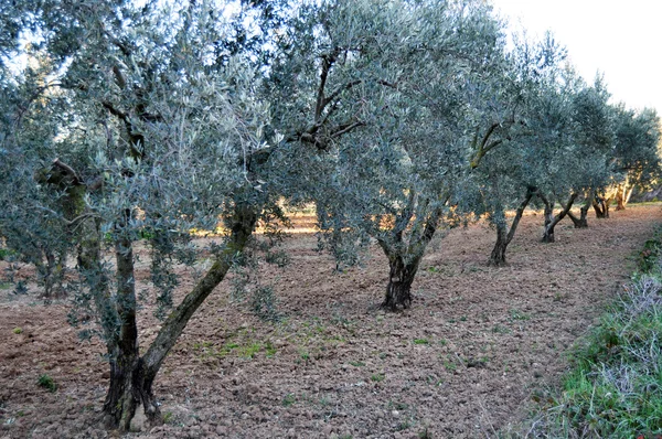 Campo de olivos — Foto de Stock