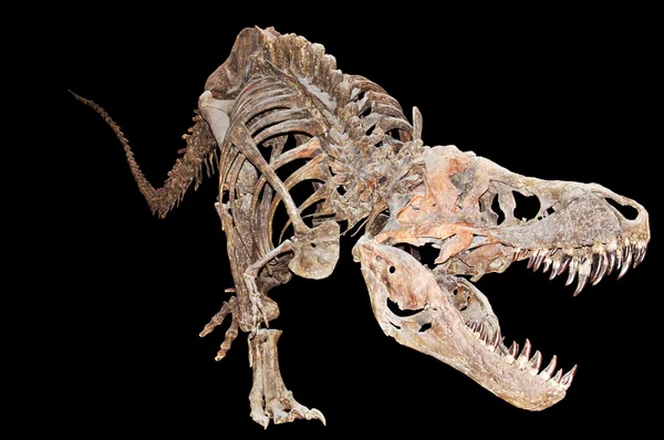 Scheletro del tirannosauro Rex Foto Stock