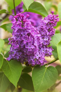 Ortak leylak (Syringa vulgaris) bahar bahçede çiçek.