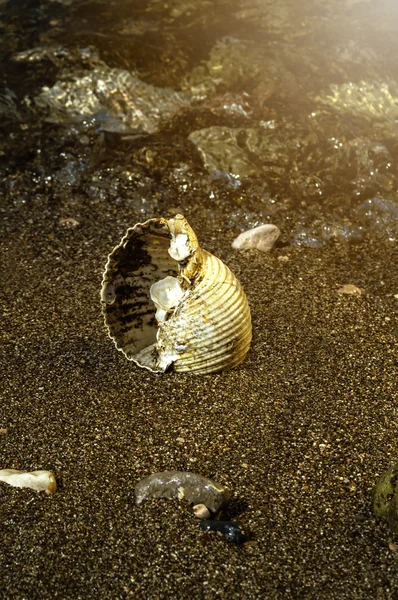 Sea shells on the beach. — Stock Photo, Image