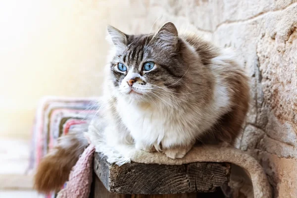 Ragdoll macska pihen a nap folyamán. Stock Kép