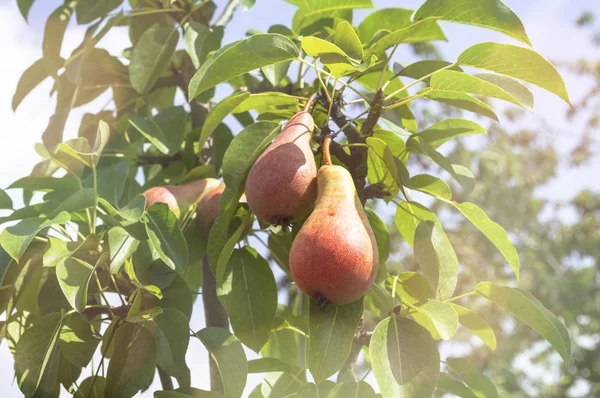 De savoureuses jeunes poires suspendues à l'arbre . — Photo