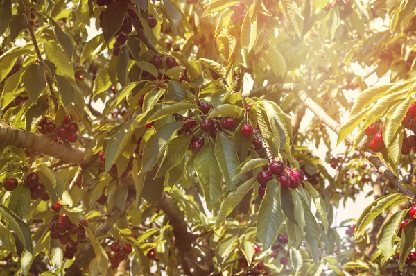 Sour cherry on tree — Stock Photo, Image