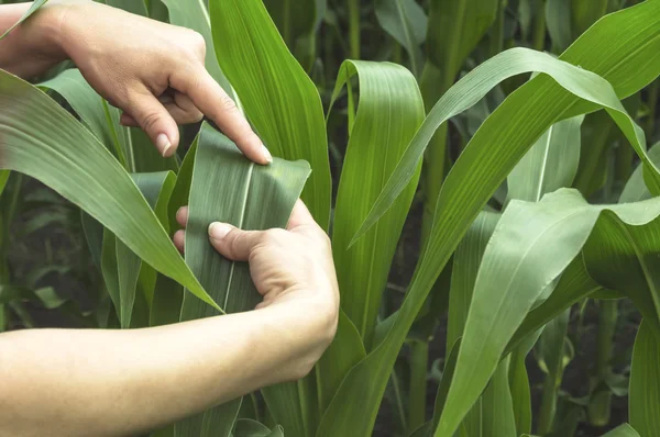 Examining corn leaf on field. Stock Photo