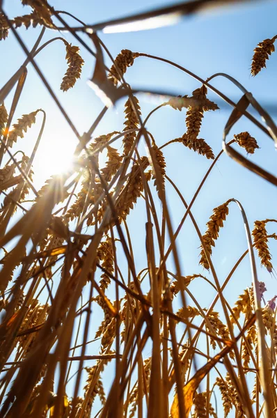 Sol sobre campo de trigo no verão . — Fotografia de Stock