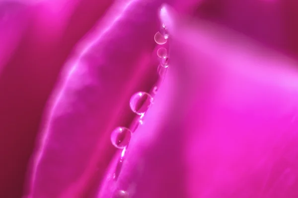 Hermosa gota de agua sobre pétalo de rosa —  Fotos de Stock