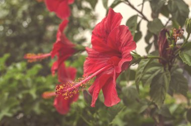 Bahçede Hibiscus çiçeği.