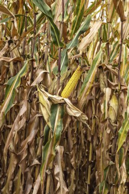 Olgun mısır mısır koçanı ekili tarım alanı.