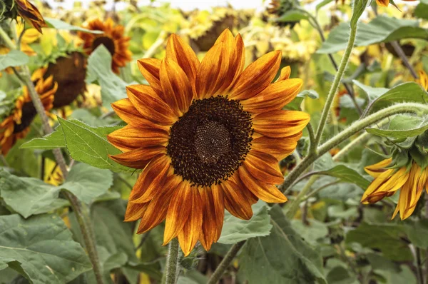 Schöne, ungewöhnliche rote und gelbe Sonnenblume im Feld — Stockfoto