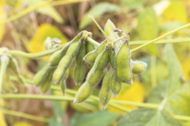 Yeşil soya tesisi yakın çekim.