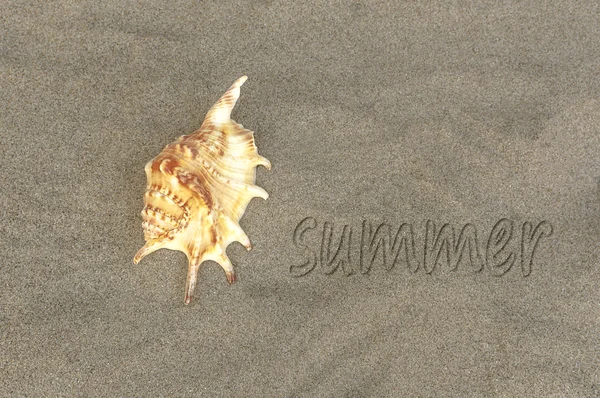 Palabra escrita "verano" en la arena de la playa con concha marina . — Foto de Stock
