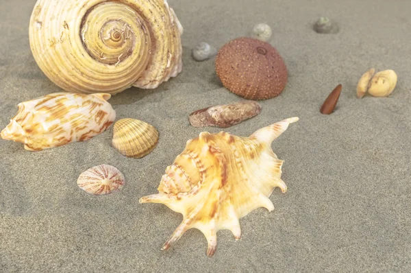 Sea shells with sand as background. — Stock Photo, Image