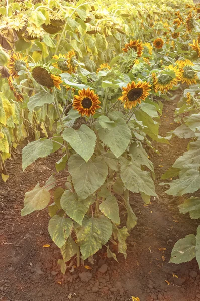 Girassol vermelho e amarelo bonito, incomum no campo — Fotografia de Stock