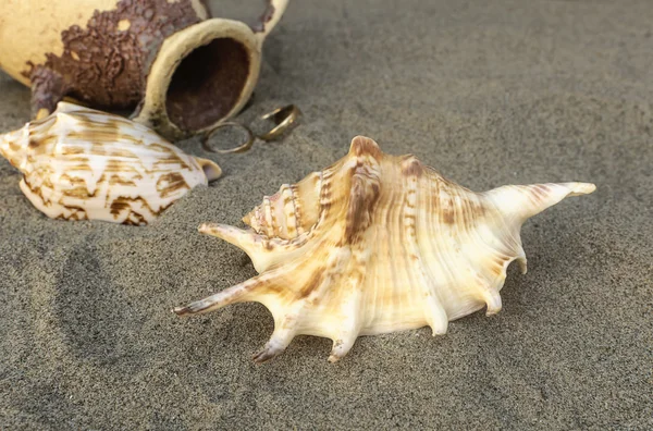 Seashells and amphora with golden rings in the sand on the beach — Stock Photo, Image