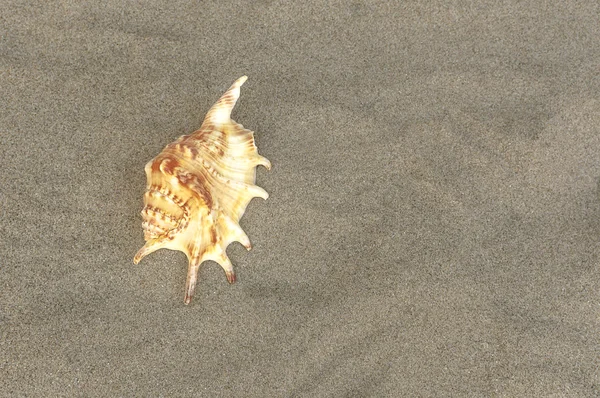 Sea shell with sand as background. — Stock Photo, Image