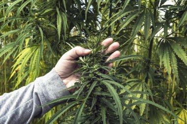 Çiftçi muayene endüstriyel kenevir.