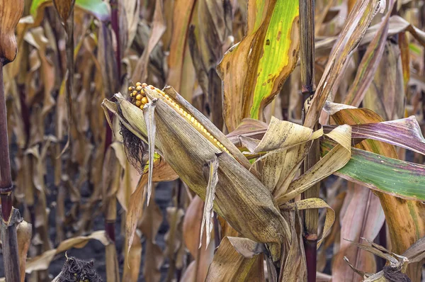 Kukuřičné pole před sklizní. — Stock fotografie