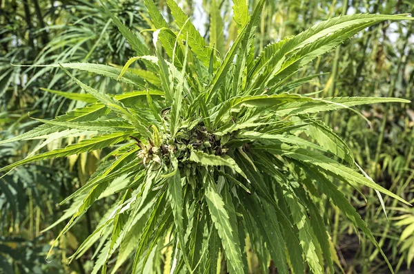 Industriële marihuana hennep in veld — Stockfoto