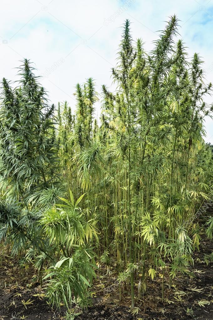 Industrial marijuana hemp in field