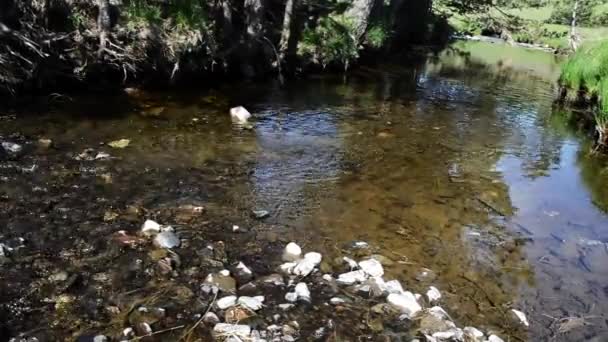 Καθαρό Νερό Στο Ρυάκι Του Βουνού — Αρχείο Βίντεο
