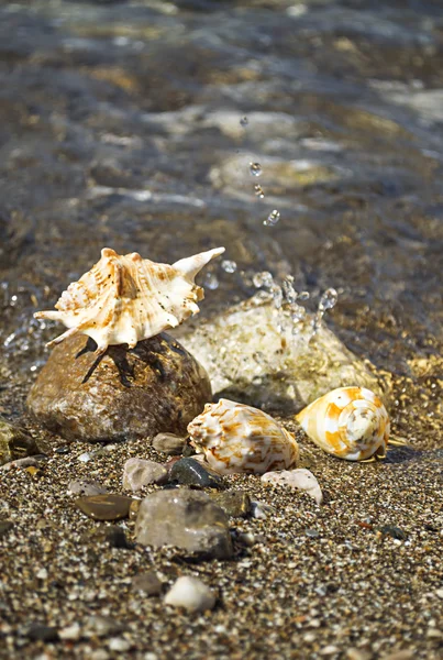 Sea shells on the beach. — Stock Photo, Image